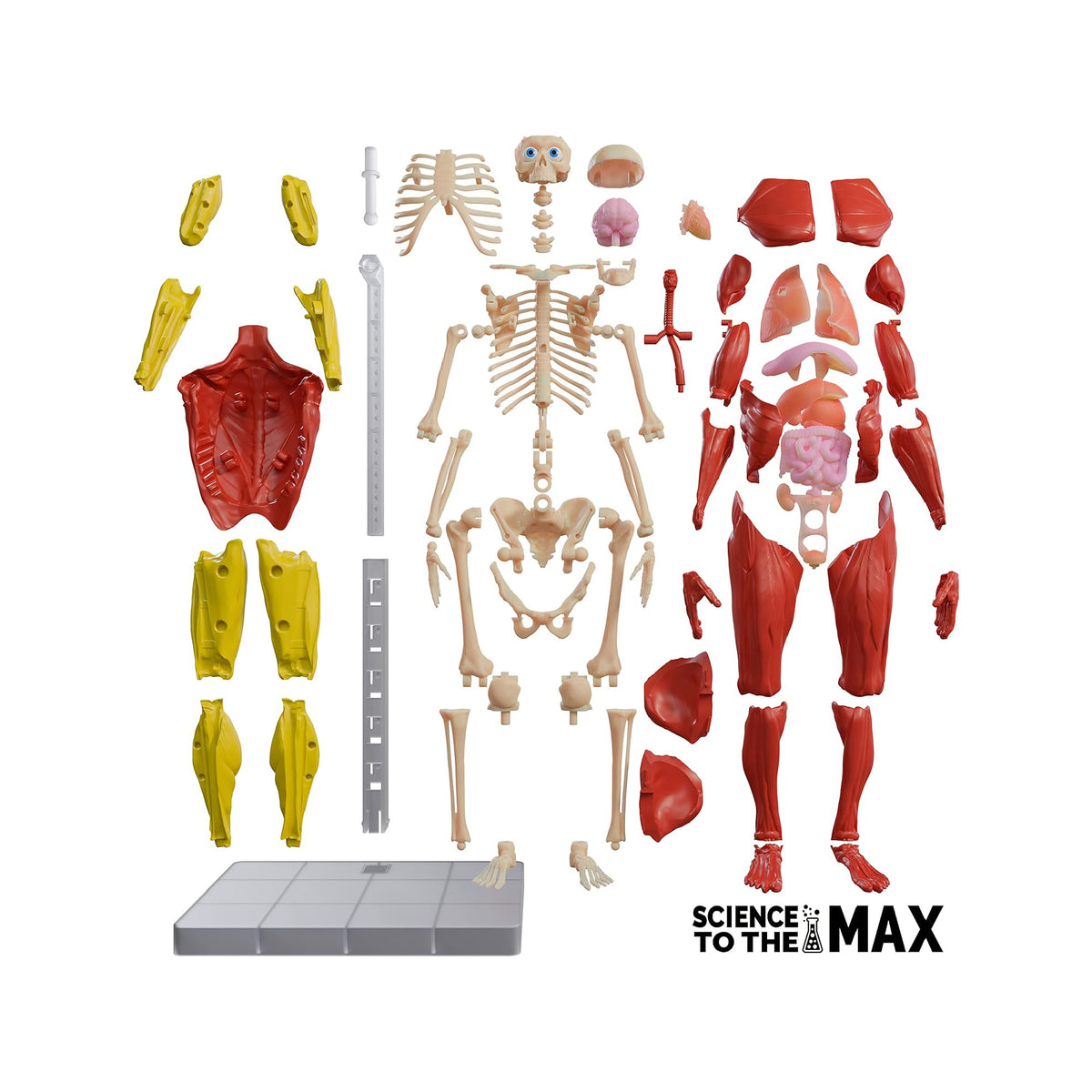 Science Model Homework Body INTERACTIVE HUMAN BODY – Science World Science Store