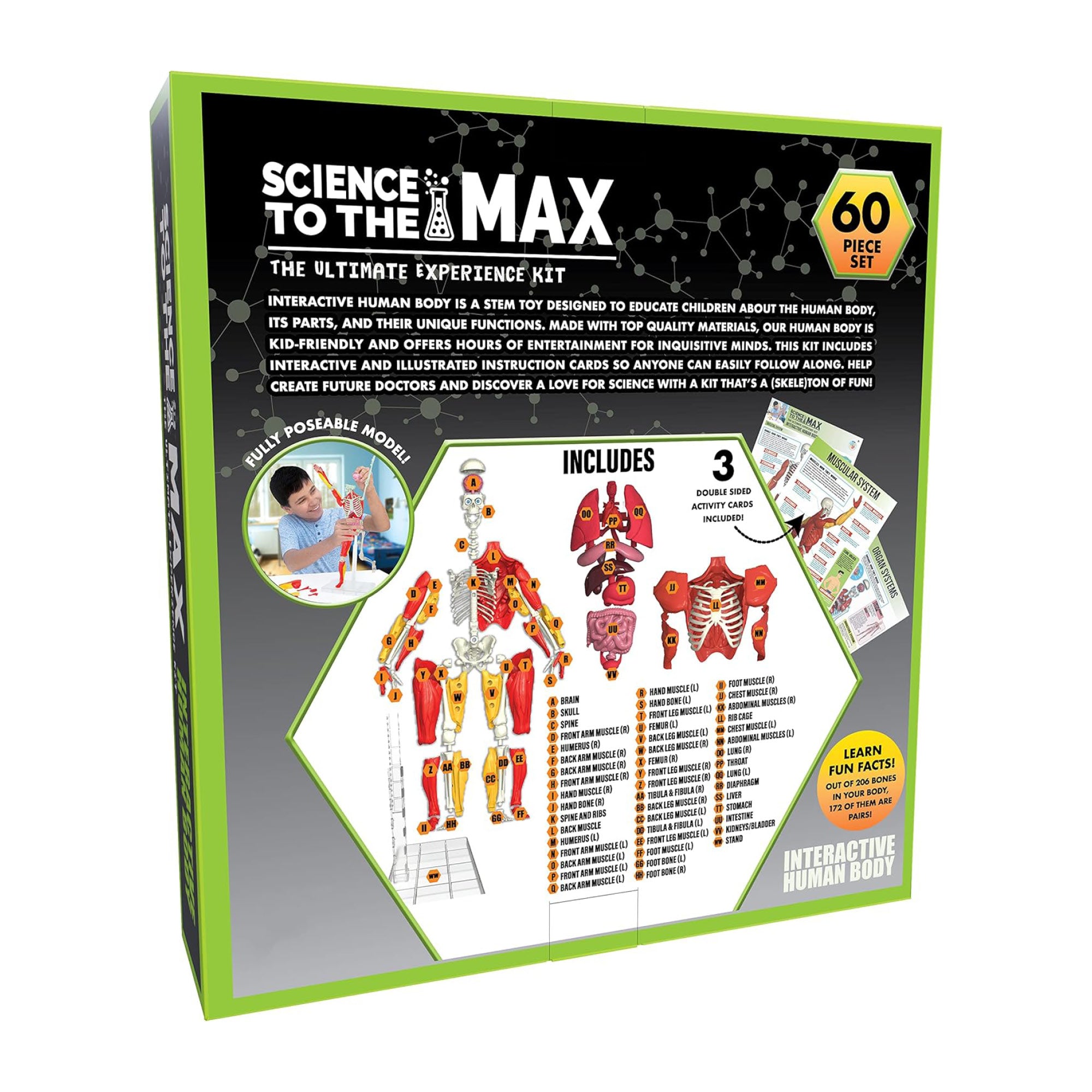 Science Bodey INTERACTIVE HUMAN BODY – Science World Science Store