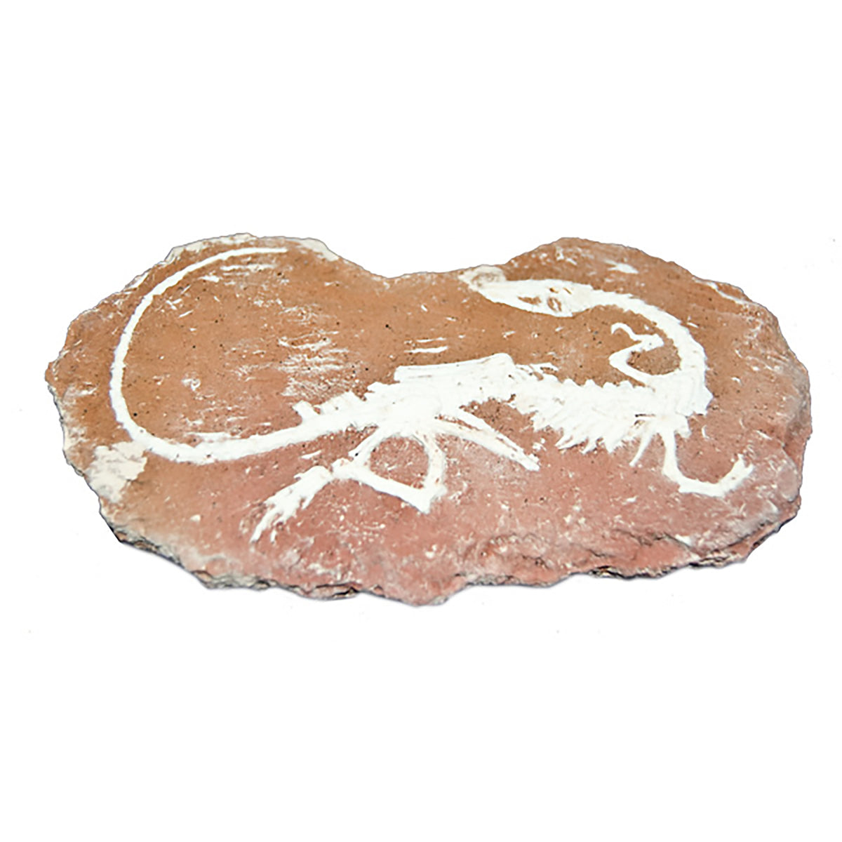 DINOSUAR FOSSIL EXCAVATION KIT – Science World Science Store