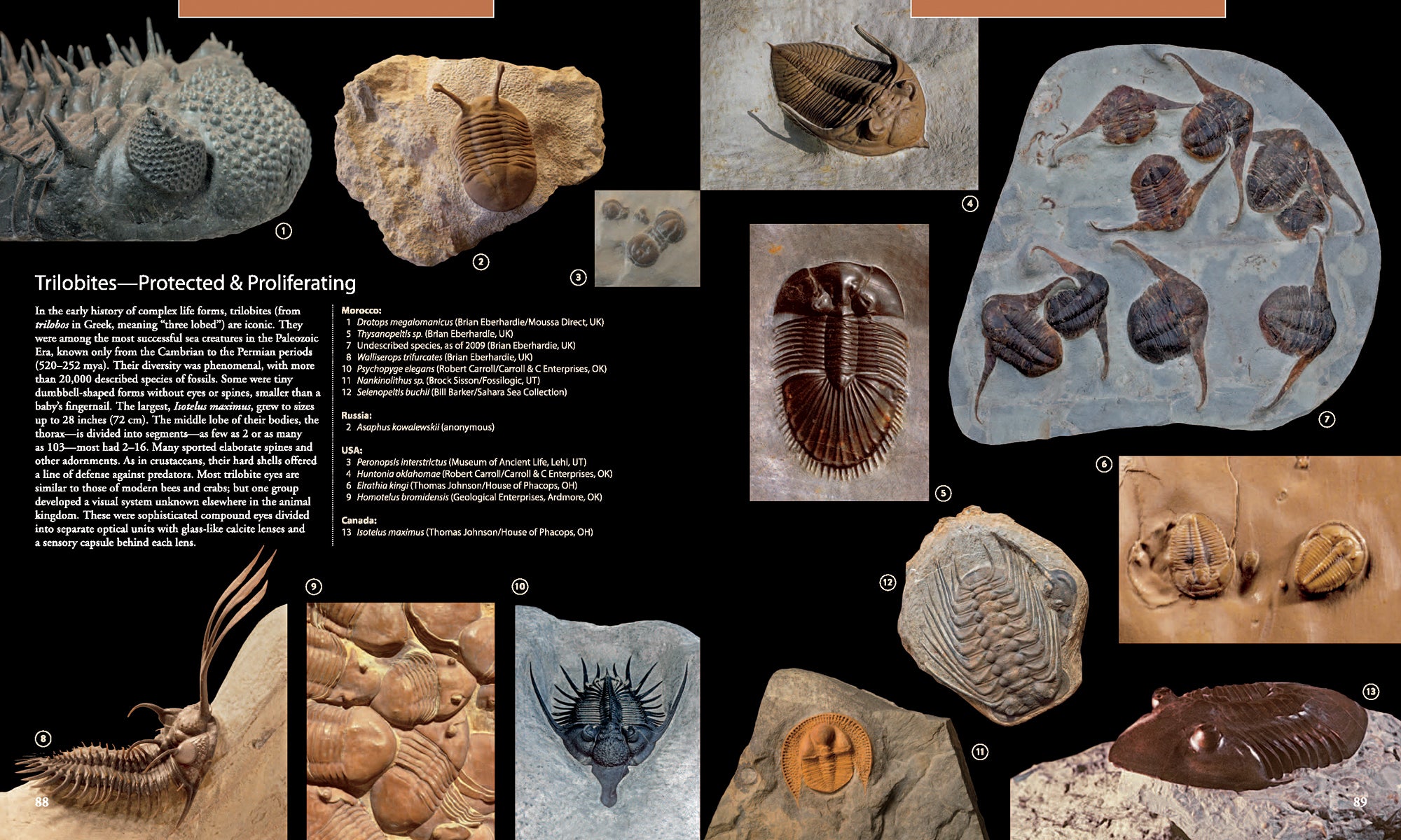 FOSSILS INSIDE OUT: A GLOBAL FUSION OF SCIENCE, ART AND CULTURE