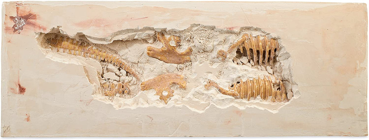 MINDWARE DIG IT UP TYRANNOSAURUS REX – Science World Science Store